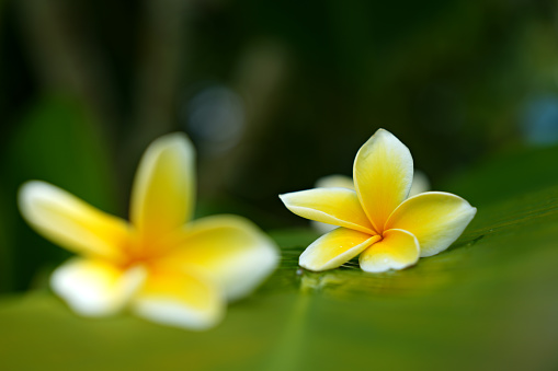 White flowers Plumeria or Frangipani with yellow heart on tree branch. Plumeria flower blooming on tree
