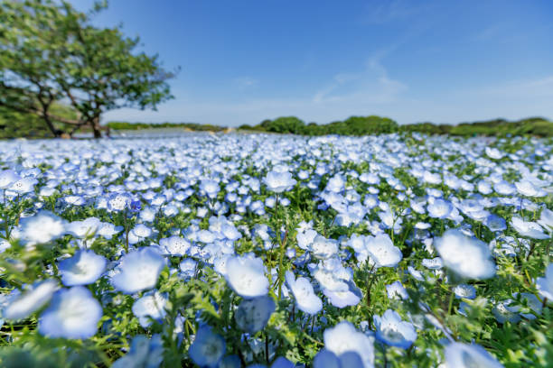 満開の美しい青いネモフィラ