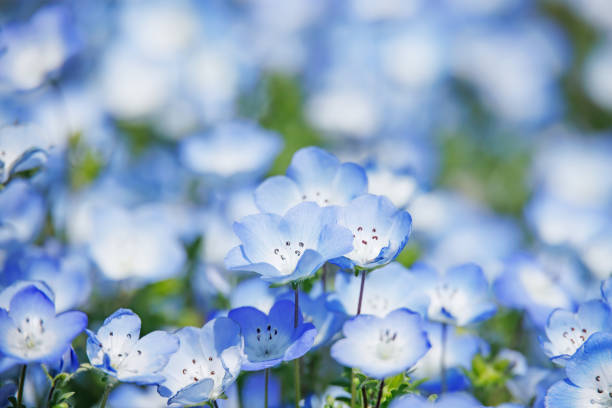 istock Beautiful blue nemophila in full bloom 1486822692