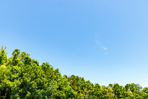 Fresh green and blue sky