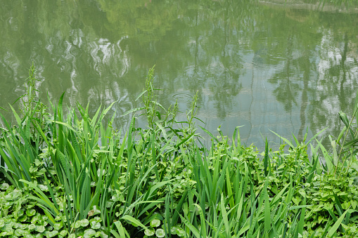 Beauty in nature: grass growing in a wetland with shades of blue, brown and maroon in the water.