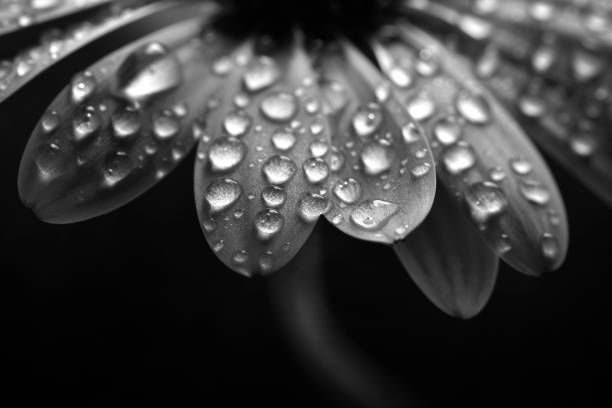 istock Fresh Yellow Spring Flower with Water Drops 1486827431