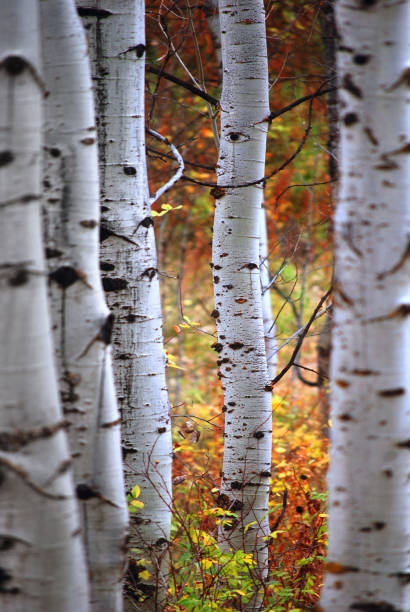 istock Aspen Trees Birch White Bark in Forest in Fall Autumn with Colors 1486827445