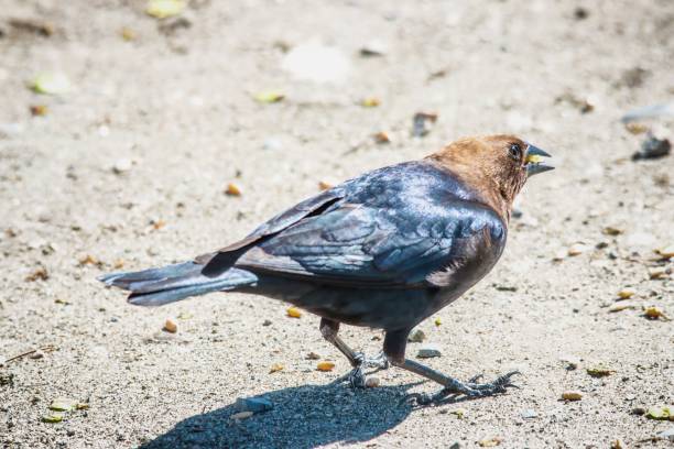 braunköpfiger cowbird - braunkopf kuhstärling stock-fotos und bilder