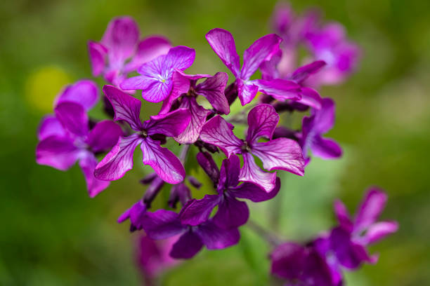 Selective focus close up of magenta flower with background