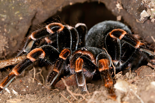 Orange Kneed Tarantula out of his hole at Monteverde - Costa Rica
