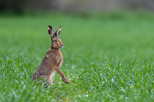 European hare (Lepus europaeus) looking out of an agricultural field.