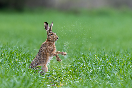 European hare (Lepus europaeus) shaking his wet paws.