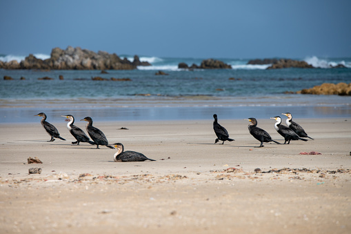 Group of birds seen on shoreline