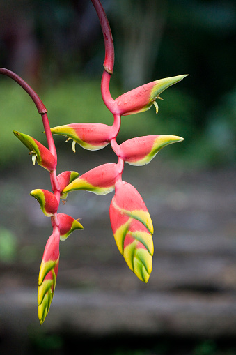 Heliconia sp. in the rainforest of the Upper Amazon near the Pastasa River in South East Ecuador, South America