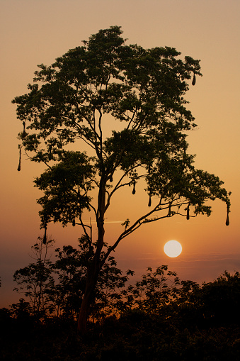 Oropendola Nests in a tree in the Upper Amazon rainforest, Ecuador