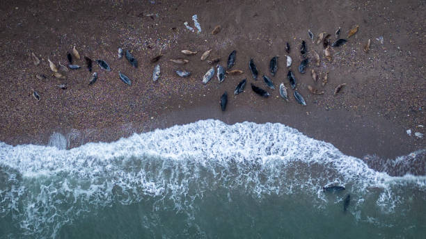 istock Grey Seals (Halichoerus Grypus) at Glen beach, Wicklow, Ireland. 1486834530