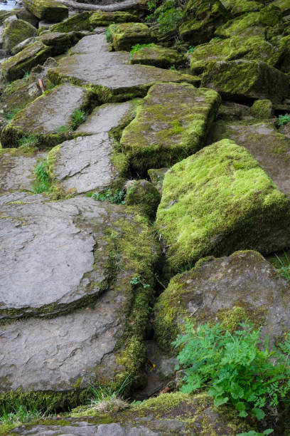 istock Large uneven rocks covered in moss form a footpath 1486835194