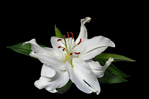Close up a single beautiful curving white lily on a black background