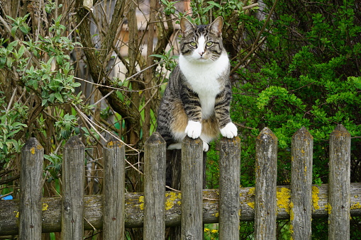 A striped ordinary local cat is sitting on the fence. A cat with white paws sits on a wooden rustic fence. The cat is sitting on a wooden fence. An ordinary cat sits on a village fence in Bavaria.