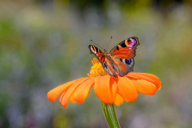 istock Aglais-io resting on Dahlia coccinea 1486837275