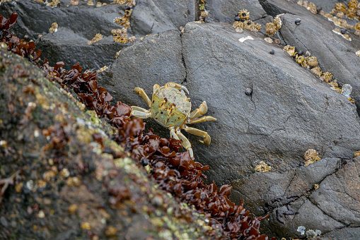 serra ted mud crab on white background