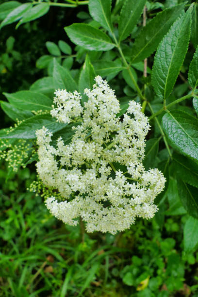 istock Sambucus nigra flowers 1486838806