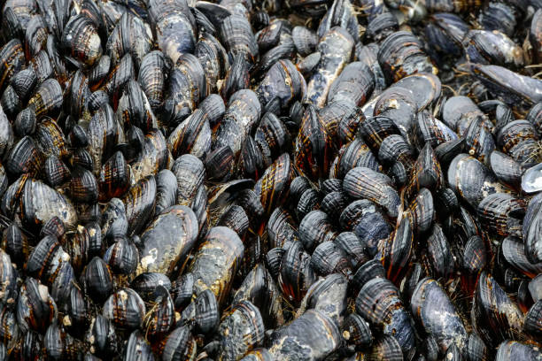 istock Ton of Blue Mussels on Rock 1486838957