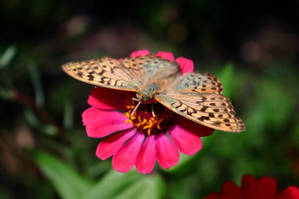 Cardinal butterfly (Argynnis pandora) on open petaled Zinnia flower