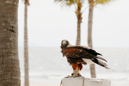 An  image of a red tailed hawk on a beach. This hawk is trained and used to keep birds out of a restaurant on a resort in Mexico.