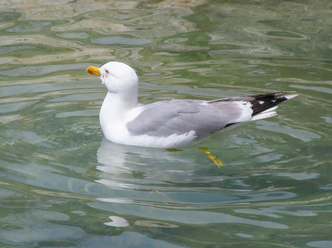 A mew gull stands in the waters of Port Valdez, Alaska.