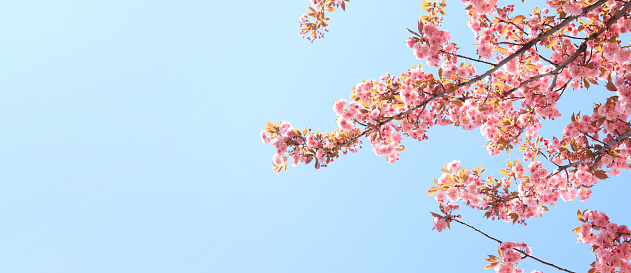 Beautiful pink sakura flowers against spring blue sky. Copy space. Prunus serrulata Kanzan. Beautiful nature with a flowering tree on a sunny day in spring