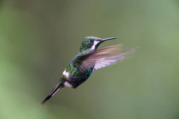 istock Green Thorn tail Hummingbird 1486843103
