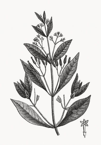 istock Blossom branch of Cinchona, wood engraving, published ca. 1880 1486844180