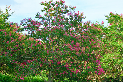 Crape myrtle is a deciduous tree or shrub, with especially handsome bark; the smooth gray outer bark flaking away to reveal glossy cinnamon brown bark beneath. Small white, red, pink or purple flowers are borne in clusters in early summer, often blooming again in late summer.