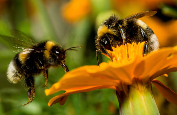 abeja con invitación a cenar - wild abandon fotografías e imágenes de stock