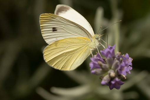 white cabbage butterfly sucks nectar of purple lavender flower on blurred background in nature style