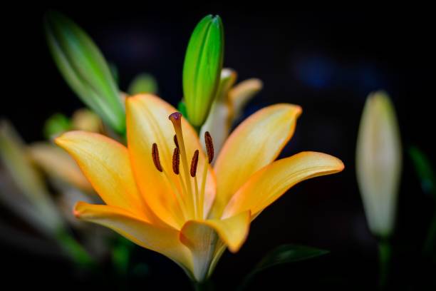 istock Vibrant orange lily against a blurry background. 1486845983
