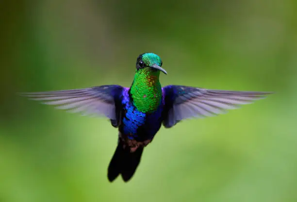 a Hummingbird feeds on flower nectar near Mindo, ecuador