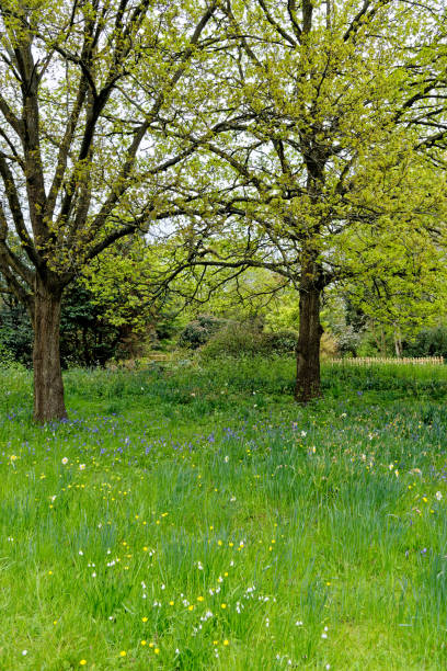 istock English spring landscape - British landscape 1486850931