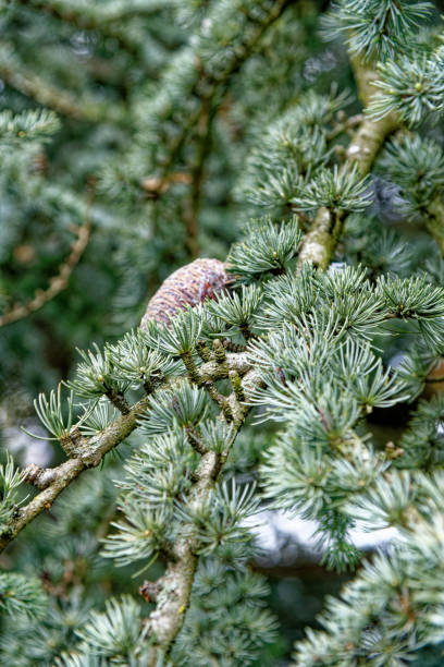 istock Close-up of pine tree needles and cones 1486851186
