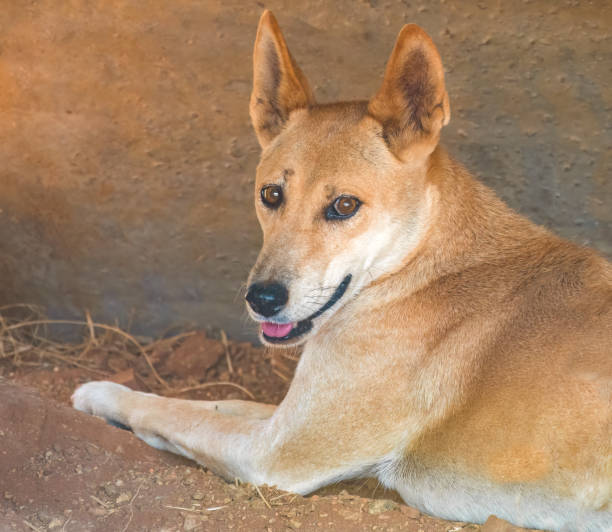 딩고 (canis familiaris dingo), 앨리스 스프링스, 노던 테리토리, 호주. - uluru alice springs australia australian culture 뉴스 사진 이미지