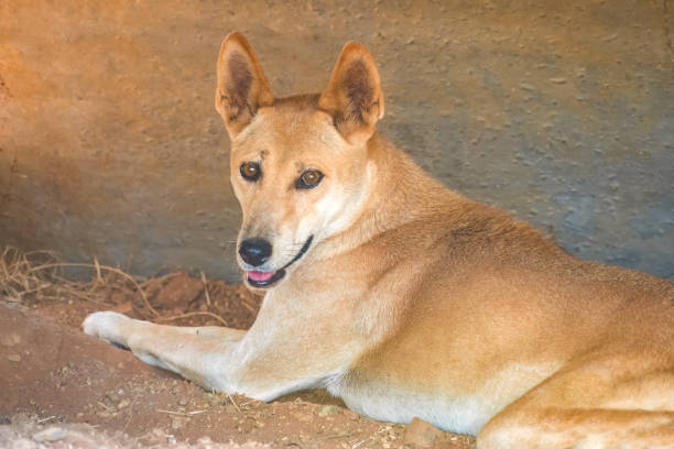 dingo (canis familiaris dingo), alice springs, terytoria północne, australia. - uluru alice springs australia australian culture zdjęcia i obrazy z banku zdjęć