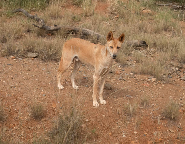 딩고 (canis familiaris dingo), 앨리스 스프링스, 노던 테리토리, 호주. - uluru alice springs australia australian culture 뉴스 사진 이미지