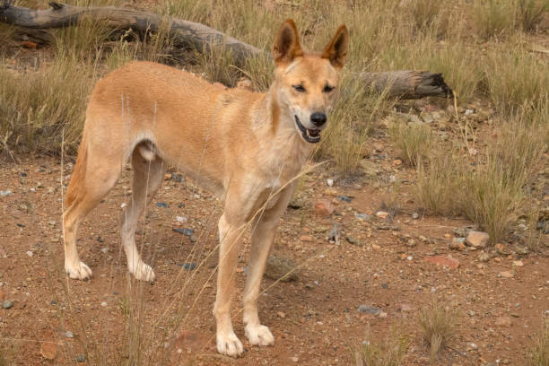 딩고 (canis familiaris dingo), 앨리스 스프링스, 노던 테리토리, 호주. - uluru alice springs australia australian culture 뉴스 사진 이미지