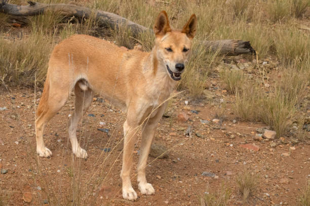 dingo (canis familiaris dingo), alice springs, terytoria północne, australia. - uluru alice springs australia australian culture zdjęcia i obrazy z banku zdjęć
