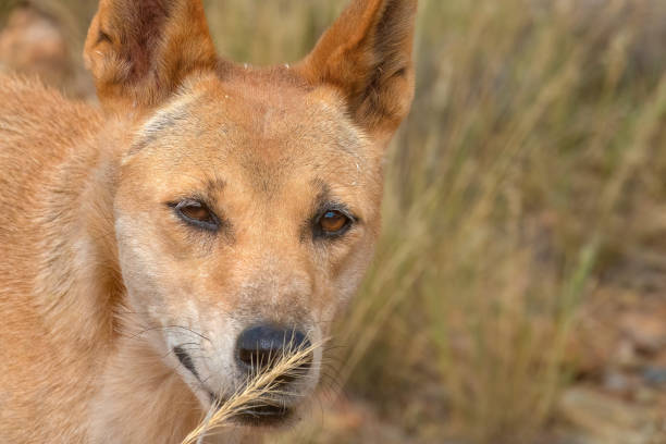 dingo (canis familiaris dingo), alice springs, northern territories, australia. - uluru alice springs australia australian culture imagens e fotografias de stock