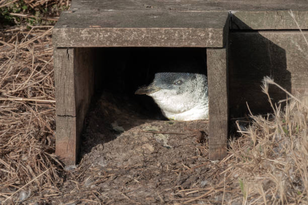 pinguino australiano (eudyptula novaehollandiae), nidifica in aree riabilitate in cassette di nidificazione di legno, la nobbies reserve, phillip island, victoria, australia - fairy penguin foto e immagini stock