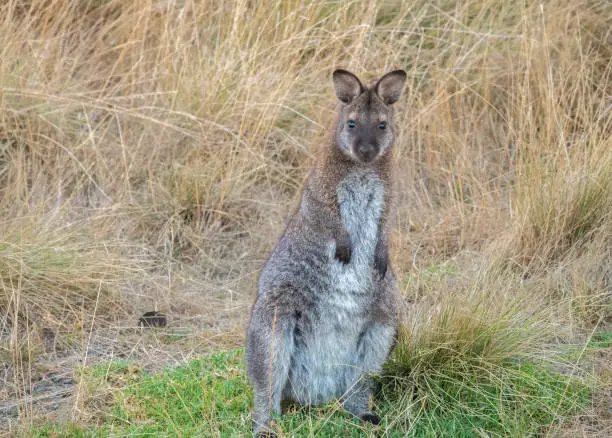 Photo of Wallabies on Phillip Island, south-southeast of Melbourne, Victoria, Australia