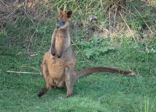 Photo of Wallaby on Phillip Island, south-southeast of Melbourne, Victoria, Australia