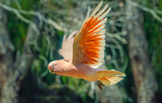 Major Mitchell's cockatoo (Lophochroa leadbeateri), also known as Leadbeater's cockatoo or the pink cockatoo, in flight. It inhabits arid and semi-arid inland areas of Australia