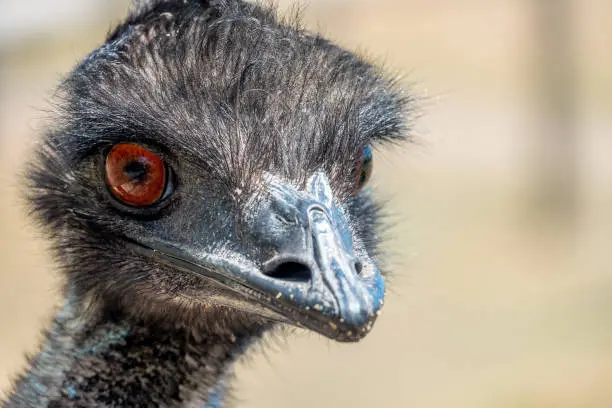 Photo of Emu (Dromaius novaehollandiae), the second-tallest living bird after its ratite relative the ostrich. It is endemic to Australia where it is the largest native bird