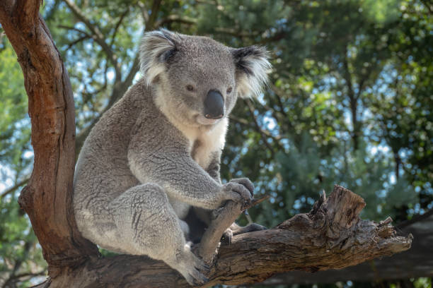 istock Encounter with a Koala (Phascolarctos cinereus) on a eucalyptus tree, Phillip Island, south-southeast of Melbourne, Victoria, Australia 1486851669