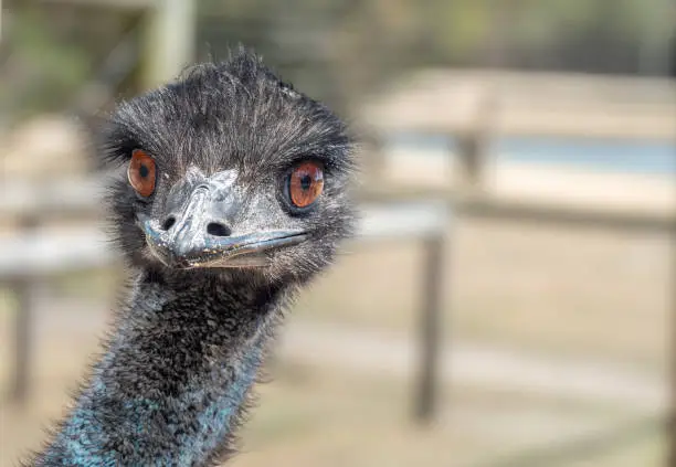Photo of Emu (Dromaius novaehollandiae), the second-tallest living bird after its ratite relative the ostrich. It is endemic to Australia where it is the largest native bird