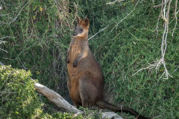 Photo of Wallaby on Phillip Island, south-southeast of Melbourne, Victoria, Australia